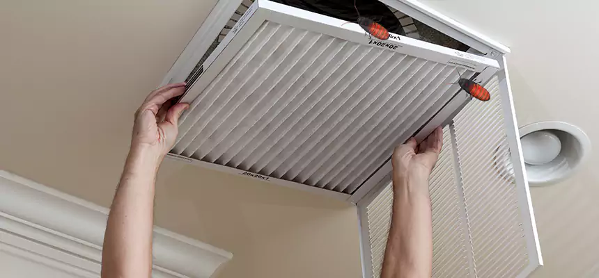 Our Insect Removal from Air Ducts Services in Casa de Oro-Mount Helix, CA